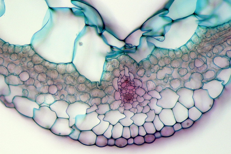 Illustration for article titled Photos of the Amazing and Gruesome World Under a Microscope